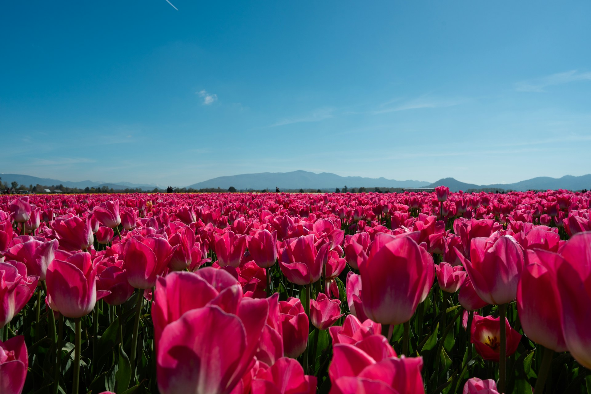 louie-cepeda-_fhMzb1A3HA-unsplash